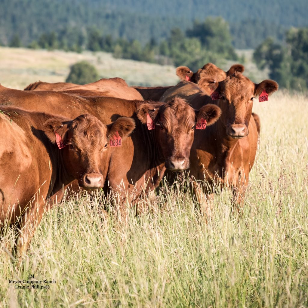 red angus genetics