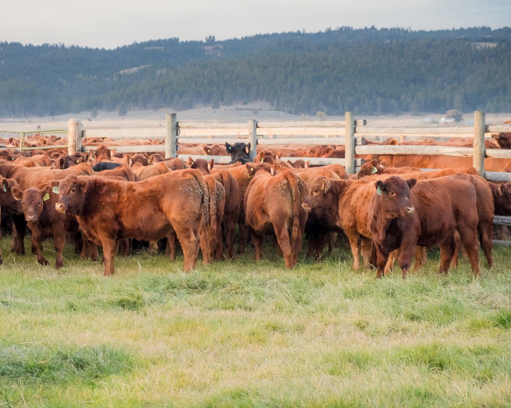 herd of cattle