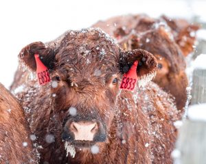 snowy cattle