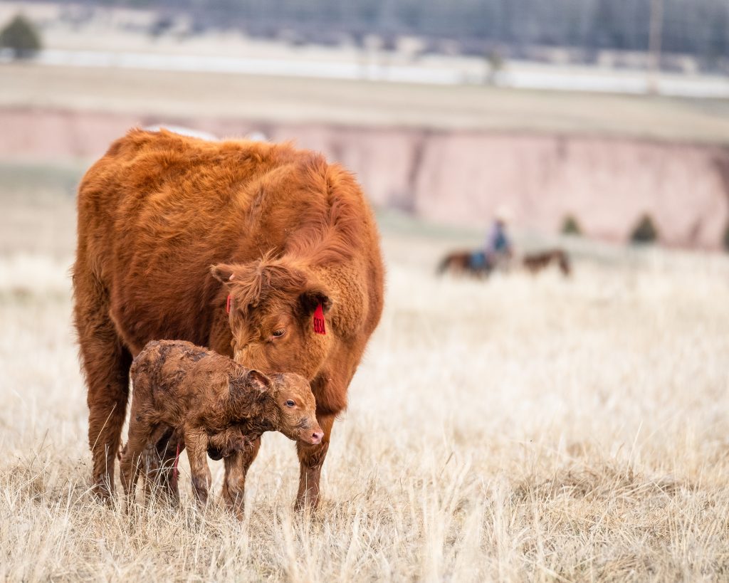 cattle with it's young