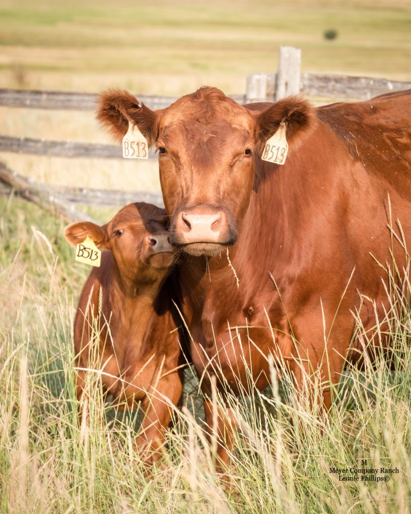 Red Angus Calves