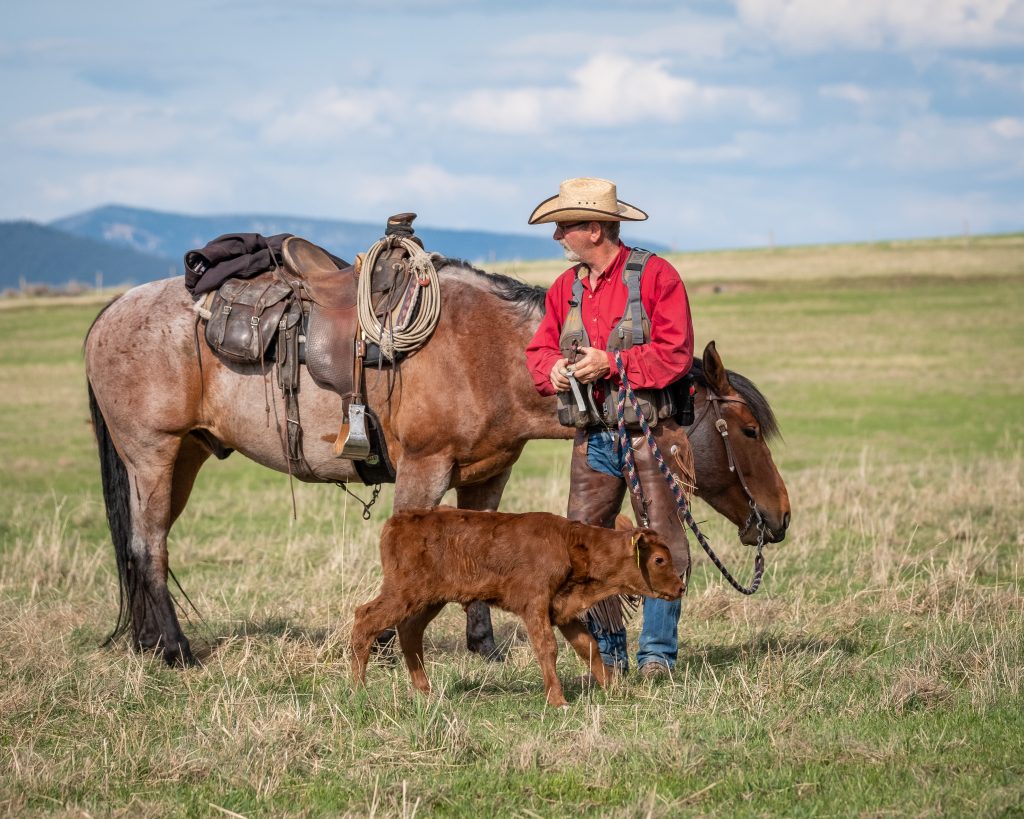 young calf