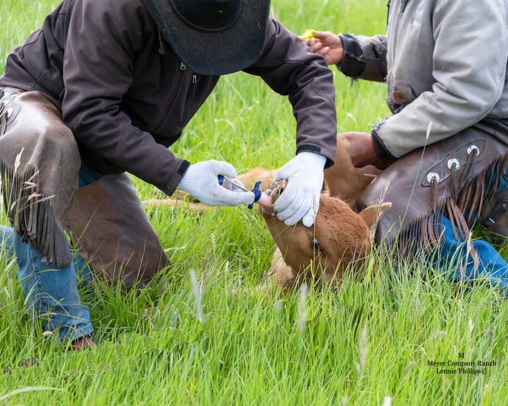 doctoring cattle