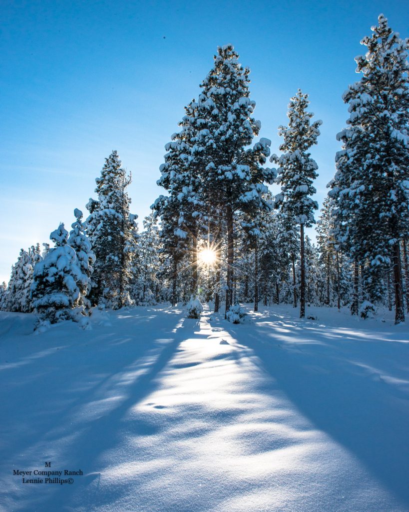 snowy trees